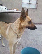 mi flaca preciosa con luka tuvo 9 cachorros de los cuales regale 7 y me quede con 2 pero lukie murio hace 1 mes y solo me quedo arnoldo.